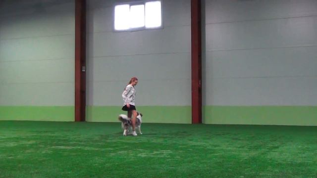 Цветкова Анастасия Евгеньевна АЙСКНЕХТ КРАФТ Бордер колли Дебют - Фристайл смотреть онлайн