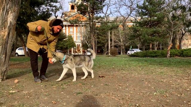 Дрессировка собак. КОМАНДА ЛЕЖАТЬ смотреть онлайн