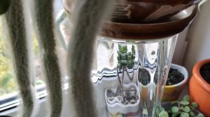 ЦВЕТЫ в ДОМЕ.  Мои комнатные растения, цветочки на подоконнике.  ОБЗОР. Часть 2