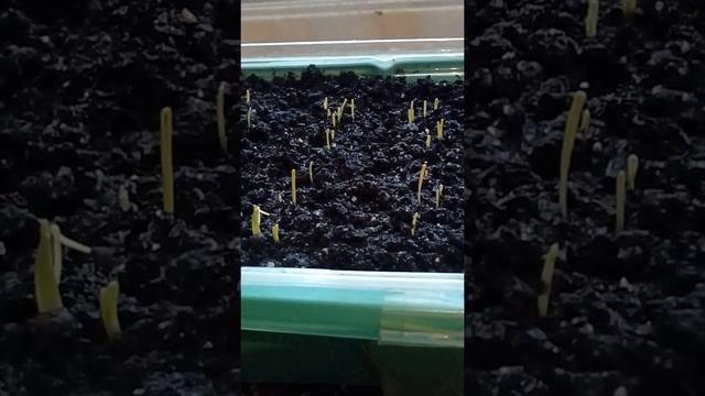 Свой лук батун на подоконнике