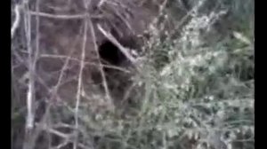 норная охота с таксой на лису!!!!