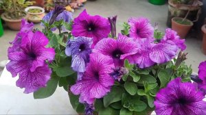 How to care Petunia // इस Care से Petunia करेगा लंबे दिनों तक Flowering // Petunia flower plant car