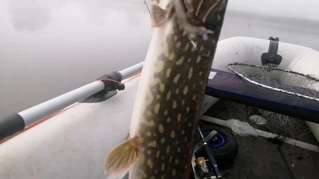 Щука Осенью 2020! Этот воблер сделал рыбалку! Ловля щуки на спининг! смотреть онлайн