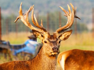 220. КАК МАХАРАДЖА БХАРАТА В СЛЕДУЮЩЕЙ ЖИЗНИ СТАЛ ОЛЕНЕМ. Леонид Тугутов. Ведические истории.