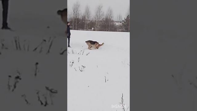 Собаки в посёлке Собака бывает кусачей...