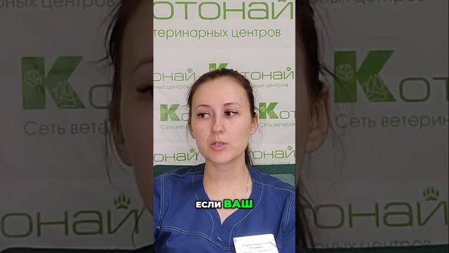 Как правильно транспортировать питомца при черепно-мозговой травме