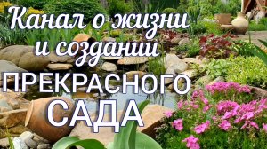 Наш канал о СОЗДАНИИ и жизни ПРЕКРАСНОГО САДА . Приглашаю ВСЕХ в наш САД .