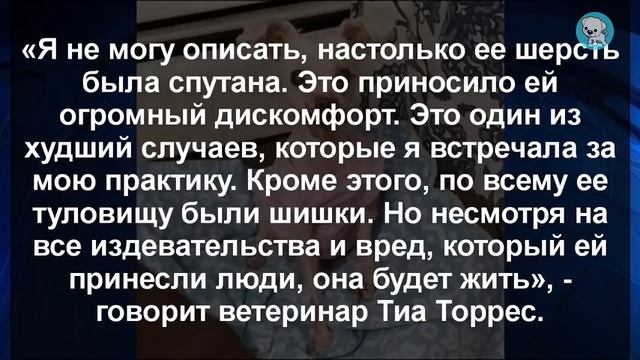 ДОСТАТОЧНО ВЗГЛЯДА, ЧТОБЫ ПОНЯТЬ, ПОЧЕМУ ОБЕЩАЮТ ВОЗНАГРАЖДЕНИЕ ЗА ИНФОРМАЦИЮ О ХОЗЯИНЕ ЭТОГО ПСА смотреть онлайн