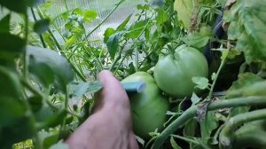Урожайные крупноплодные томаты. Сорт Розовый Кит. Обзор сорта и отзыв