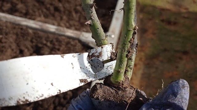 Обзор роз из прикопа от Беккер март 2022 смотреть онлайн