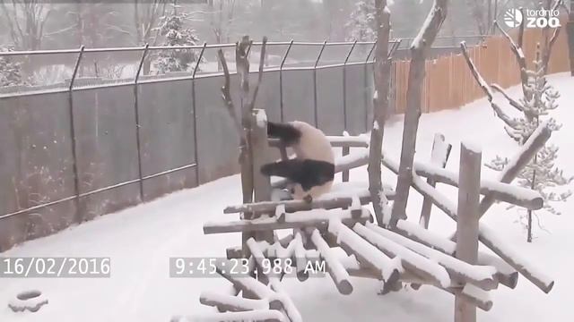 Инстинкт самосохранения Не, не слышал