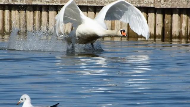 лебеди летят смотреть онлайн