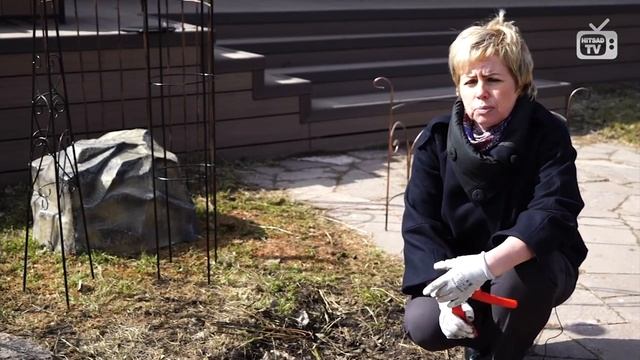 Уход за розой весной✿ Обработка✦ Обрезка❀ смотреть онлайн