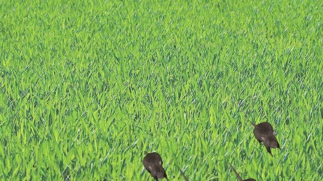 игры для кошек крысы 10 минут смотреть онлайн