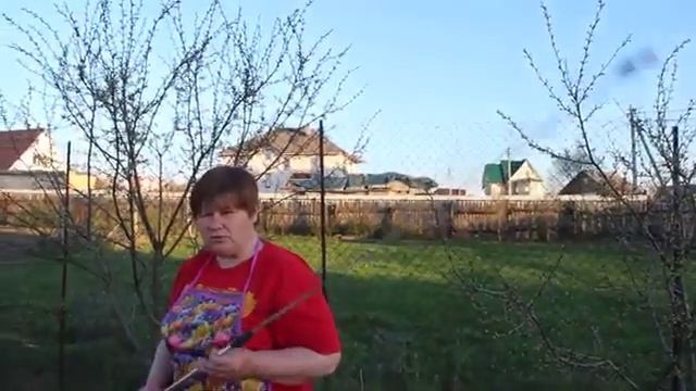 Опрыскивание деревьев весной Подробное видео От А до Я