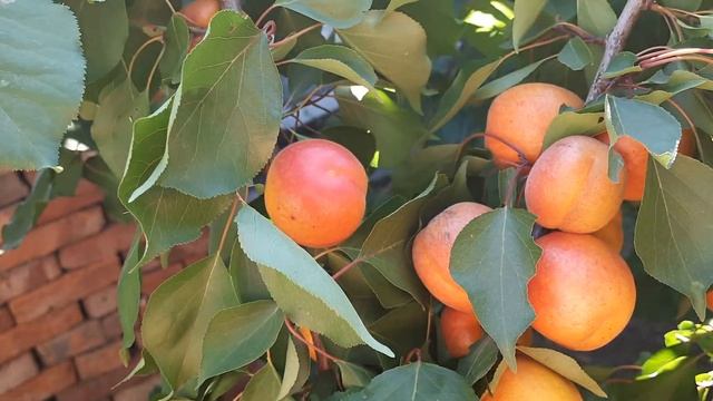 Очень ранний и урожайный сорт абрикоса. смотреть онлайн