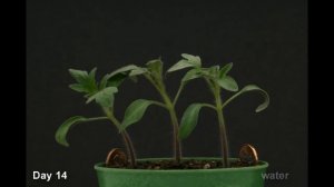 Прорастание семян томатов (ускоренная съемка)