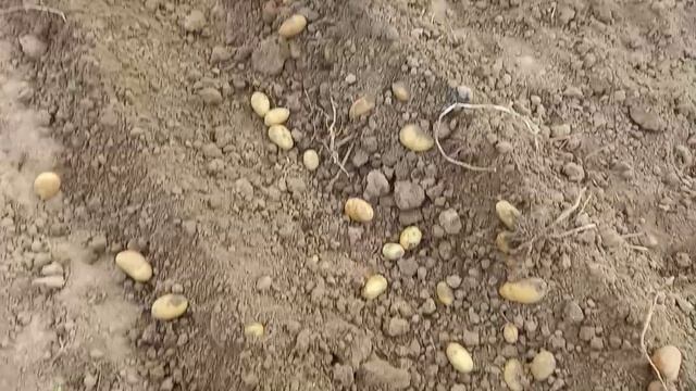 Картофель из миниклубней: сорта Хозяюшка и Чароид. смотреть онлайн