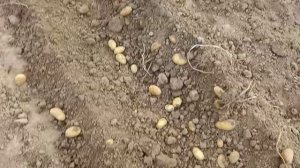 Картофель из миниклубней: сорта Хозяюшка и Чароид.