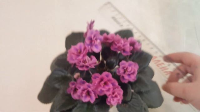 Фиалка-Химера Queen Sabrina(квин сабрина)(LLG/ P. Sorano) смотреть онлайн