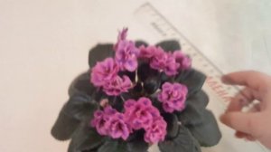 Фиалка-Химера Queen Sabrina(квин сабрина)(LLG/ P. Sorano)