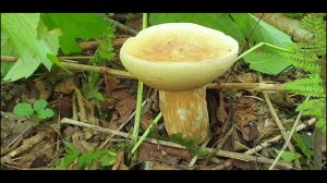 Охота за грибочками)))