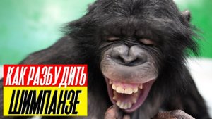 Как разбудить ШИМПАНЗЕ? Дан Запашный покажет лучший способ