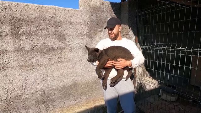 GERÇEK SİYAH KURT ALDIK - Ortalık Karıştı! смотреть онлайн