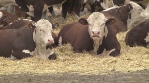 В Новониколаевском районе состоялся День поля