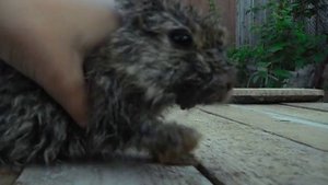 Лечение болезни "инфекционный стоматит" у крольчат.