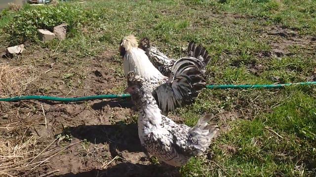 Переезд в деревню. Куры павловское серебро смотреть онлайн