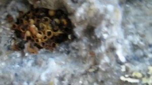 Что внутри шмелиного улья?