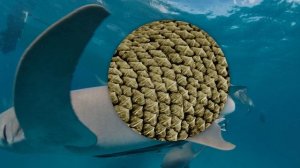 День российской науки 1-2 класс