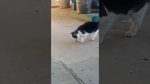 кот играет с мышью