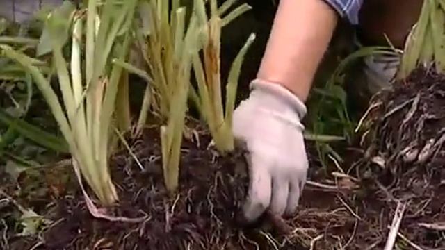 Пересаживаем лилейник - уДачные советы смотреть онлайн