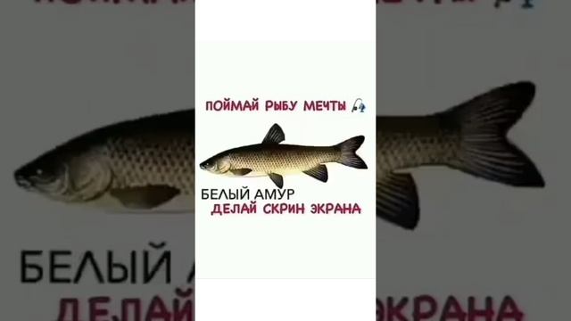 Поймай Рыбу Мечты | Приколы Охота Рыбалка Туризм | Тик Ток #Shorts