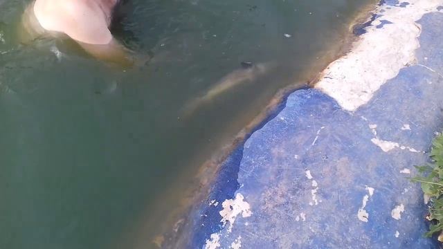 Пруд своими руками из бетона с биоплато. Запускаем ДЕСЯТОГО осетра. смотреть онлайн