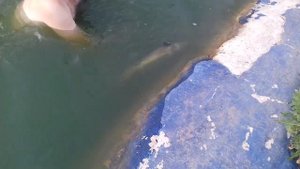 Пруд своими руками из бетона с биоплато. Запускаем ДЕСЯТОГО  осетра.