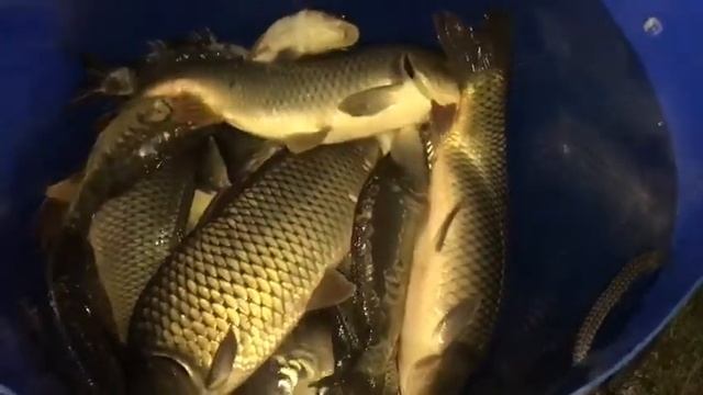 08.09 Рк Фишка Данилово, зарыбление крупным карпом, трофеев, трофейная рыбалка смотреть онлайн