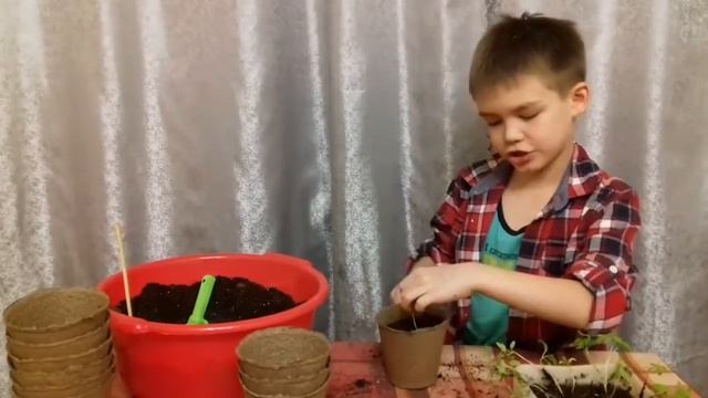 Пикировка  (пересадка) саженцев томатов  (помидоров) в торфяные горшочки,  учимся помогать маме-пап
