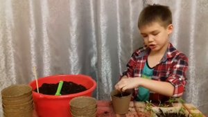 Пикировка (пересадка) саженцев томатов (помидоров) в торфяные горшочки, учимся помогать маме-пап