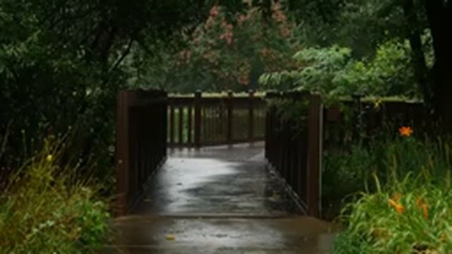 8 часов успокаивающего звука дождя для сна в зеленом лесопарке смотреть онлайн