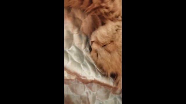 Крепкий сон кота смотреть онлайн