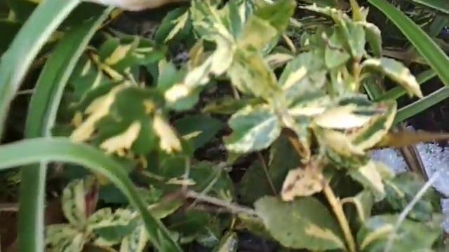 всесезонный бересклет смотреть онлайн