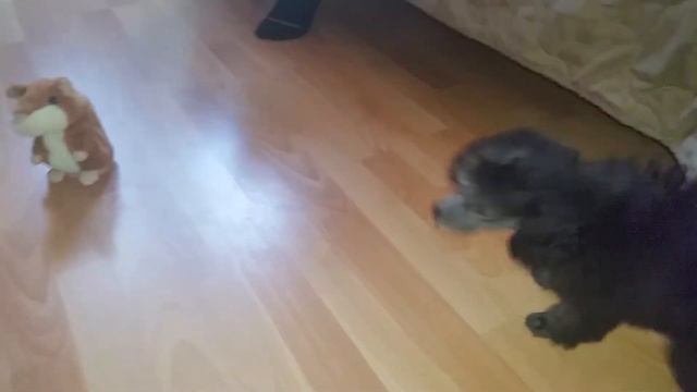 Пудель и говорящий хомяк смотреть онлайн