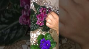 Скрещивание, размножение, селекция фиалок в домашних условиях!
