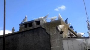 Агасиевские голуби. Голуби Валерия Герасименко