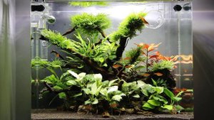 Аквариум дэннерли(dennerle) 35 л. 119 день после запуска.