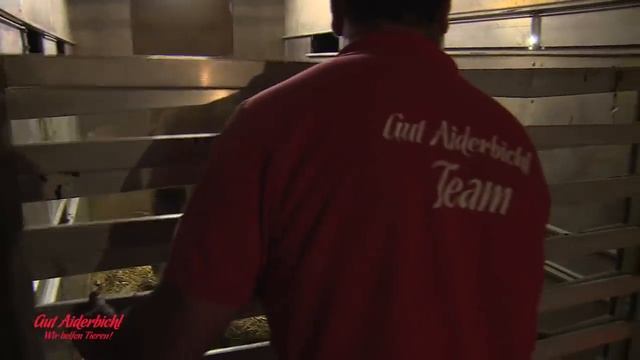 Gaucho-Tanz von Stier Bandit als Dank! смотреть онлайн