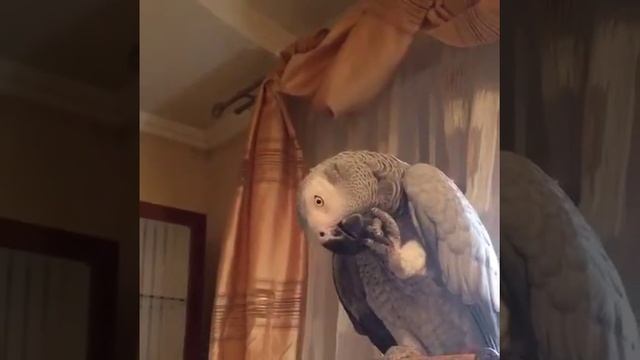 Karl -"маникюр или педикюр"? смотреть онлайн